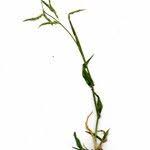 Image result for Urochloa panicoides