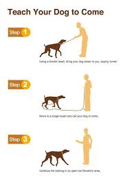 Pindescription Hund Training Www Youtube Com Tiere Hunde Tiere Puppy Training Dog Training Obedience Dog Training