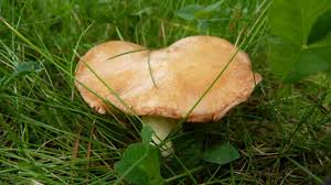 Speisepilze Im Wald Youtube