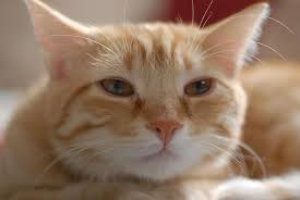 Their neck is also of average size, being supple and muscular. Cat European Shorthair Feline Orange Red Mammal Pet Adorable Domestic Pikist