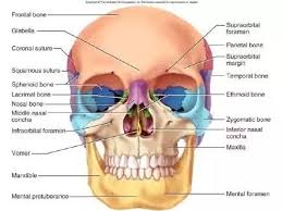 (2) diamond shaped bones that form cheekbones. How Many Bones Are In A Human Skull Quora