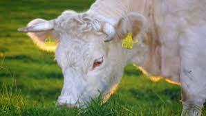 How Long Are Cows Pregnant Before Giving Birth