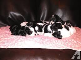 Cockapoo puppies for sale ready springtime 2021. Beautiful Cavapoo Puppies For Sale In Watertown Wisconsin Classified Americanlisted Com