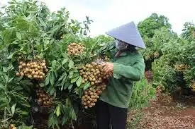 Thu nhập cao từ vườn nh&atilde;n Hương Chi - B&aacute;o Gia Lai điện tử - Tin nhanh -  Ch&iacute;nh x&aacute;c
