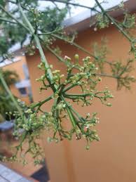 Image result for Polyscias guilfoylei