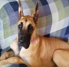 Many people mistake a growing juvenile harlequin dane as a dalmatian. Due North Great Danes Mn Home Facebook