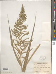 Image result for Echinochloa pyramidalis