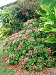 Image result for Dombeya