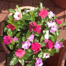 Vinca Periwinkle Flower Full Or Partial Sun Drought Resistant Prevents Soil Erosion And Keeps Multiplying And Chokes Plants Garden Journal My Secret Garden