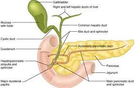 Main Pancreatic Duct Pancreas Health Pancreas Varicose Vein Remedy