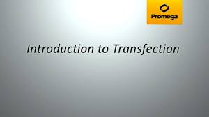Transfection Guide Overview Of Transfection Methods Promega