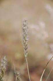 Image result for Enneapogon desvauxii