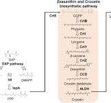 Complete microbial synthesis of crocetin and crocins from ...