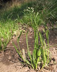 Image result for Poa