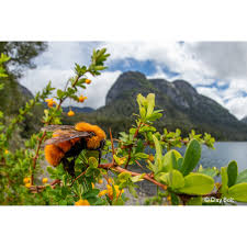 Image result for Isoglossa perdita