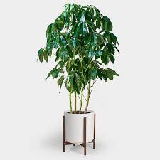 Schefflera Amate 14 Schefflera Plants Indoor Planters