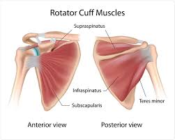 An image depicting shoulder anatomy can be seen below. What Is The Rotator Cuff