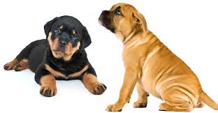 The cane corso rottweiler mix the cane corso has it origin from italy. Rottweiler Mastiff Mix A Complete Guide To The Bullmastiff Rottie