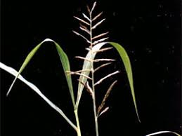 Image result for Eriochloa