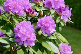 They typically prefer the shade to the sun. Rhododendrons Azaleas How To Plant Grow And Care For Rhododendron And Azalea Bushes The Old Farmer S Almanac