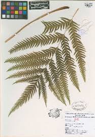 Image result for Pteris atrovirens