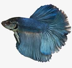 Handcrafted blue betta tropical fish earrings. 007 By Duzulek Blue Betta Fish Boy 998x800 Png Download Pngkit