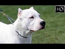 Dogo Argentino Nedir Bakimi Nasil Olmalidir Youtube