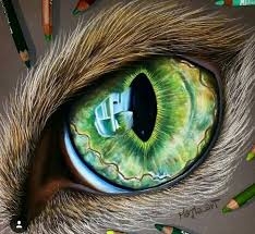 Pin By Serap Oren On Kurs Icin Iris Drawing Cats Art Drawing Cat Eyes Drawing