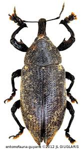 Hilipinus Ascius Champion 1902 En 2020 Insectes
