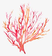 Explore and download more than million+ free png transparent images. Coral Png Transparent Coral Png Image Free Download Pngkey
