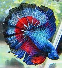The Aquabid Thread Page 256 Betta Fish Beta Fish Betta Fish Types