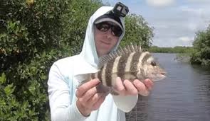 These are all excellent snook bait and can be caught with a large cast net, or a small hook and small piece of shrimp. How To Catch Fish With Live Shrimp In The Shallows Spots Rigging Tips