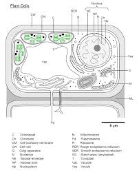 Cell wall animal or plant cell. Plant Bodies Cells