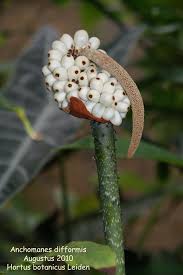 Image result for Anchomanes