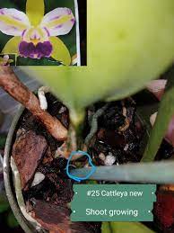 New Shoot Growing On Cattleya I Ll Be Sure Not To Wet The Sheath While Watering To Prevent Stem Rot Hoping This Is A New Flowe Flower Spike Cattleya Growing