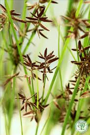 Image result for Pycreus flavidus