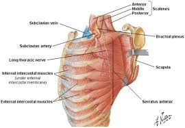 The rib cage is the arrangement of ribs attached to the vertebral column and sternum in the thorax of most vertebrates, that encloses and protects the vital organs such as the heart, lungs and great vessels. Anatomy Of The Thoracic Wall Pulmonary Cavities And Mediastinum Thoracic Key
