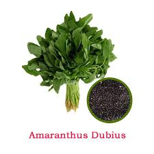 Image result for Amaranthus dubius