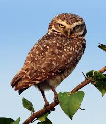 Like a fool left the river. Burrowing Owl Wikipedia