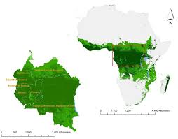 Image result for Tridactyle anthomaniaca