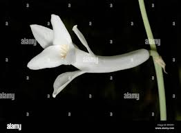 Image result for Dipcadi rigidifolium