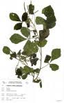 Image result for Allophylus chaunostachys × rubifolius