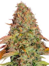 Gorilla glue gelato, also known simply as gelato glue, is an indica dominant hybrid strain (85% indica/15% sativa) created through crossing the infamous gorilla glue #4 x gelato strains. Barney S Farm
