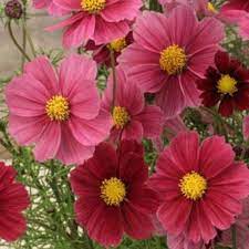 Cosmos Antiquity 5 Large Plug Plants Flower Seeds Plants Flower Garden
