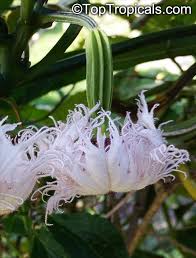 Image result for Telfairia occidentalis