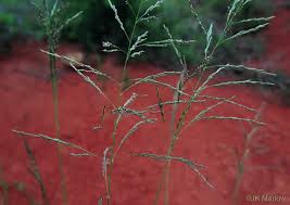 Image result for Eragrostis patula