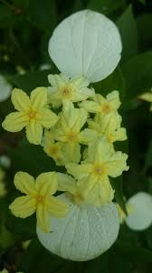 Image result for Pseudomussaenda