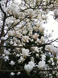 Ohio S Blooming Magnolia Trees Flowering Trees Magnolia Trees Beautiful Flowers