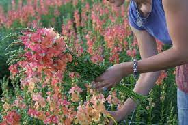 Pin On Cut Flower Garden