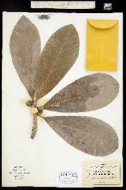 Image result for Ficus oreodryadum